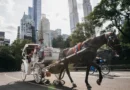 New York atlı araba yasağı ve Central Park faytonları
