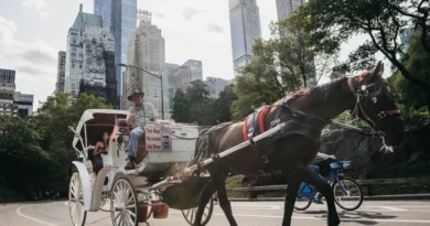 New York atlı araba yasağı ve Central Park faytonları